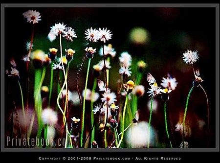 buttyfly_grass_screenshot.jpg
