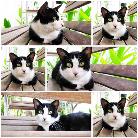 cat1.jpg