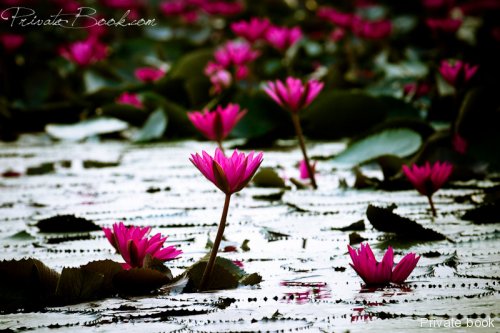lotus1