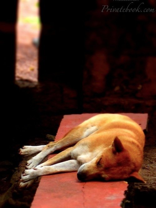 sleeping-dog