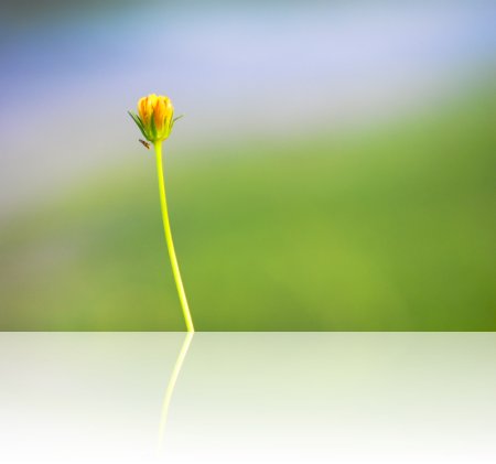 0804_dormflowers_044.jpg