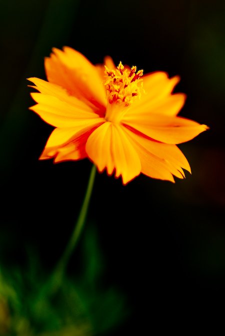 0804_dormflowers_004.jpg
