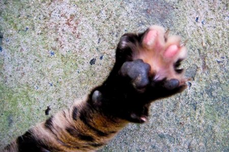 cat-tiger7.jpg