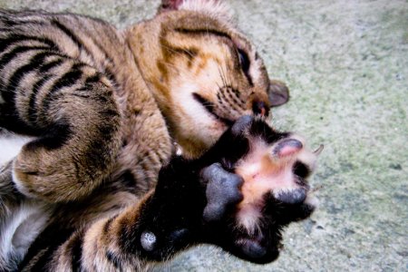cat-tiger5.jpg