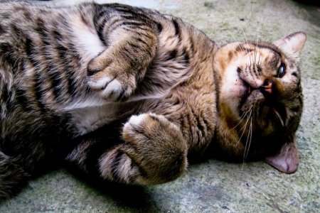 cat-tiger3.jpg