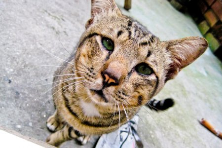 cat-tiger1.jpg
