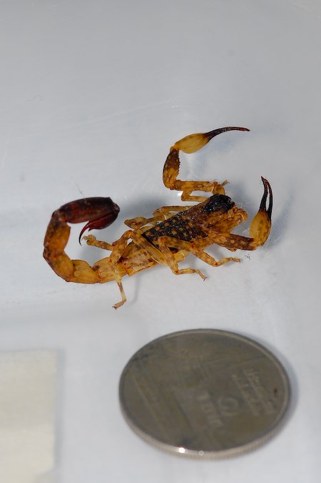 scorpion-1.jpg