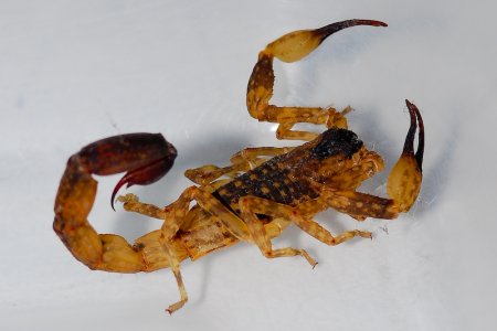scorpion-2.jpg