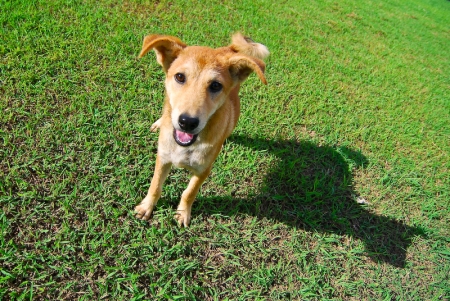 littledog-2.jpg