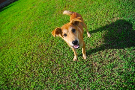littledog-3.jpg