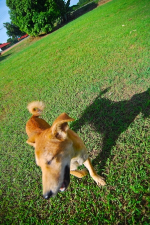 littledog-4.jpg