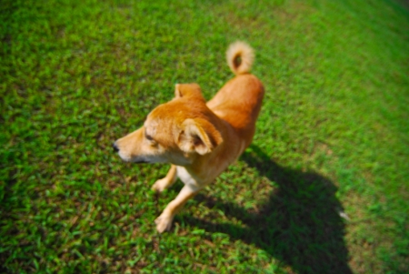 littledog-5.jpg