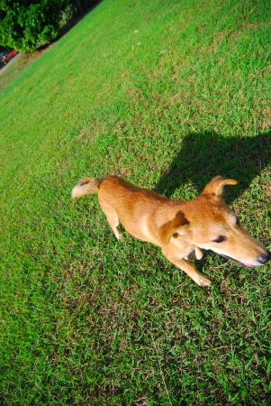 littledog-6.jpg