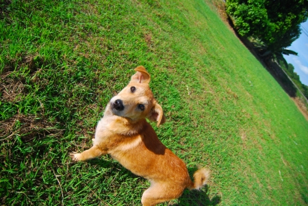 littledog-7.jpg
