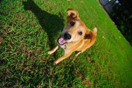 littledog-8.jpg