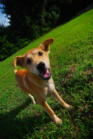 littledog-9.jpg