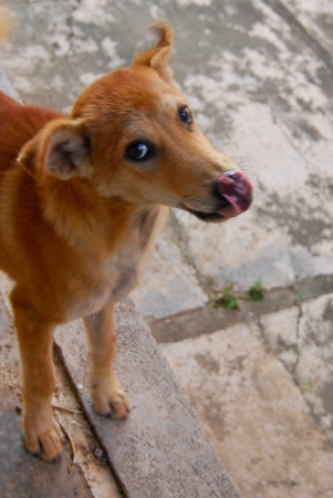 littledog2-1.jpg