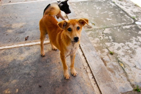 littledog2-2.jpg