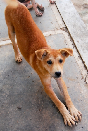 littledog2-3.jpg