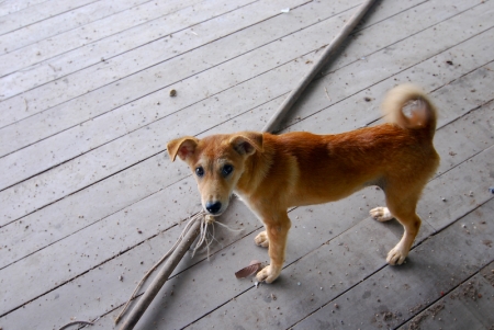 littledog2-4.jpg