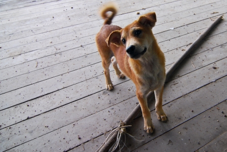 littledog2-5.jpg