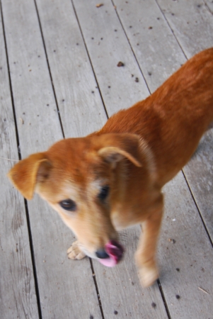 littledog2-6.jpg