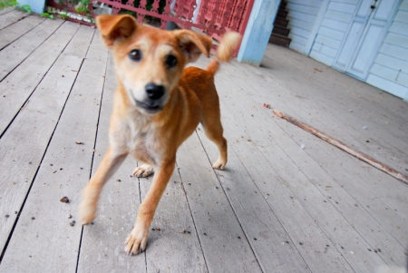 littledog2-7.jpg