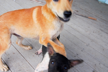littledog2-8.jpg